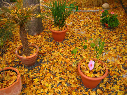 Pleasure Garden: Pleasure Garden in fall